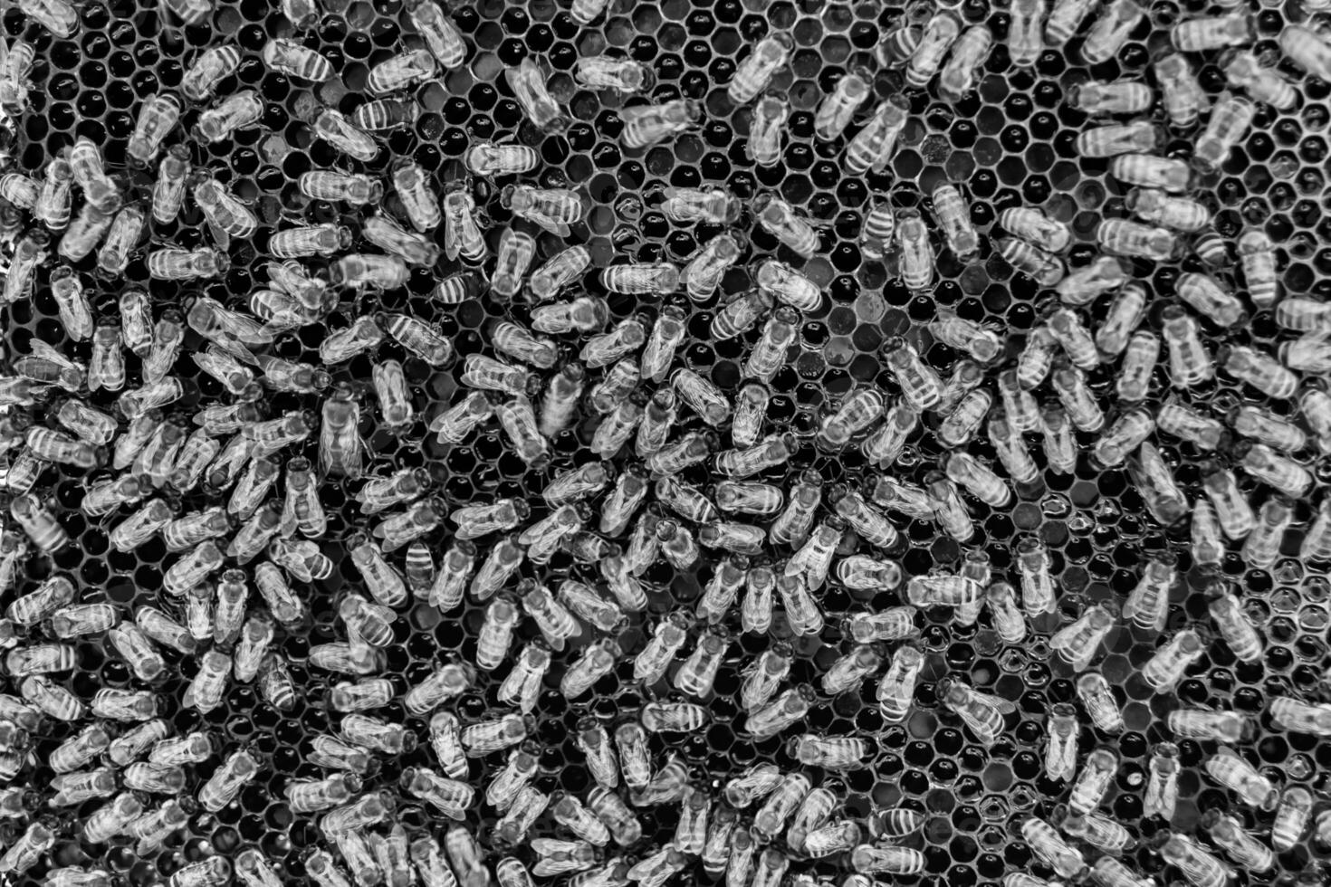Abstract hexagon structure is honeycomb from bee hive filled photo
