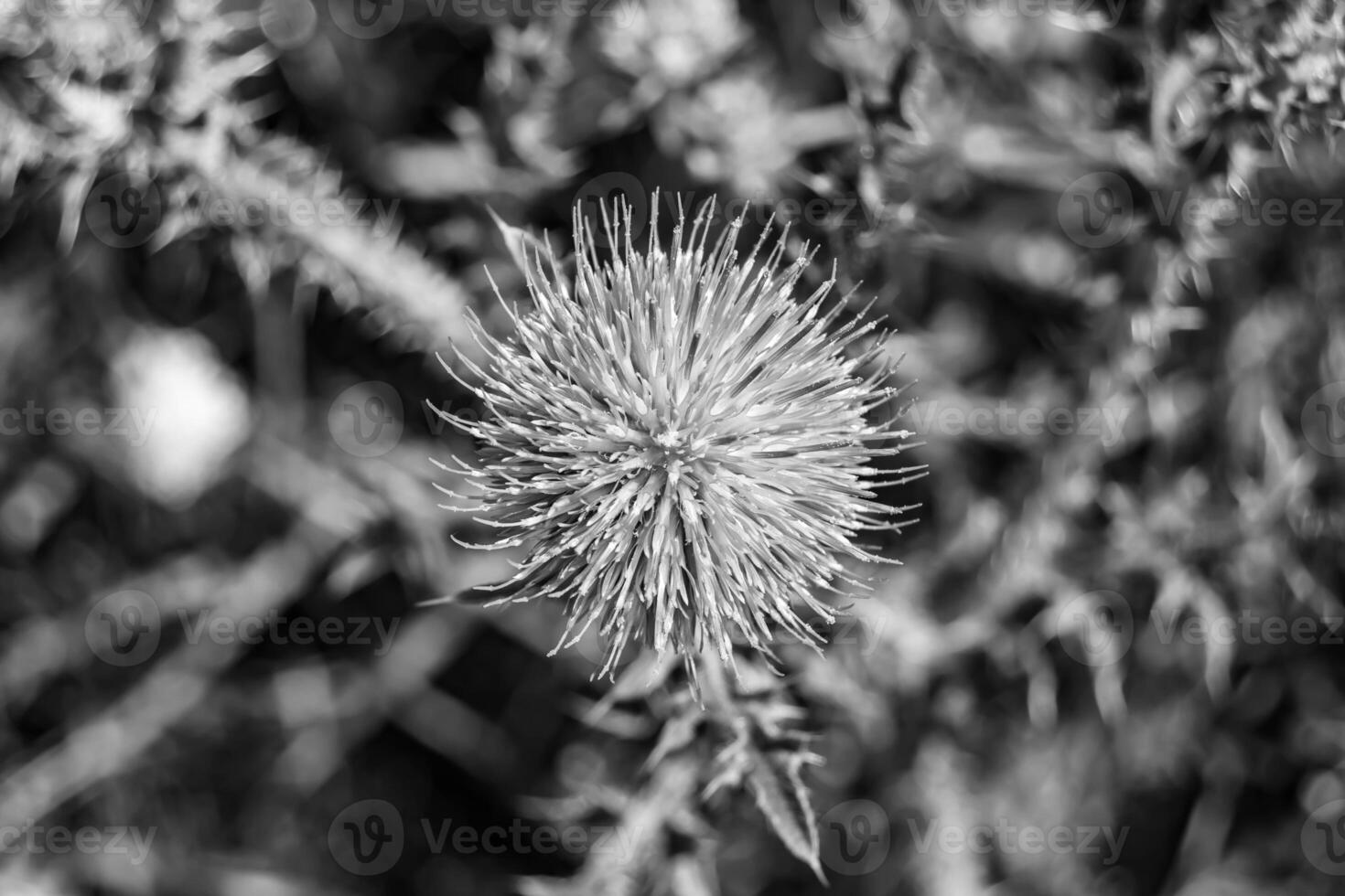 Beautiful growing flower root burdock thistle on background meadow photo