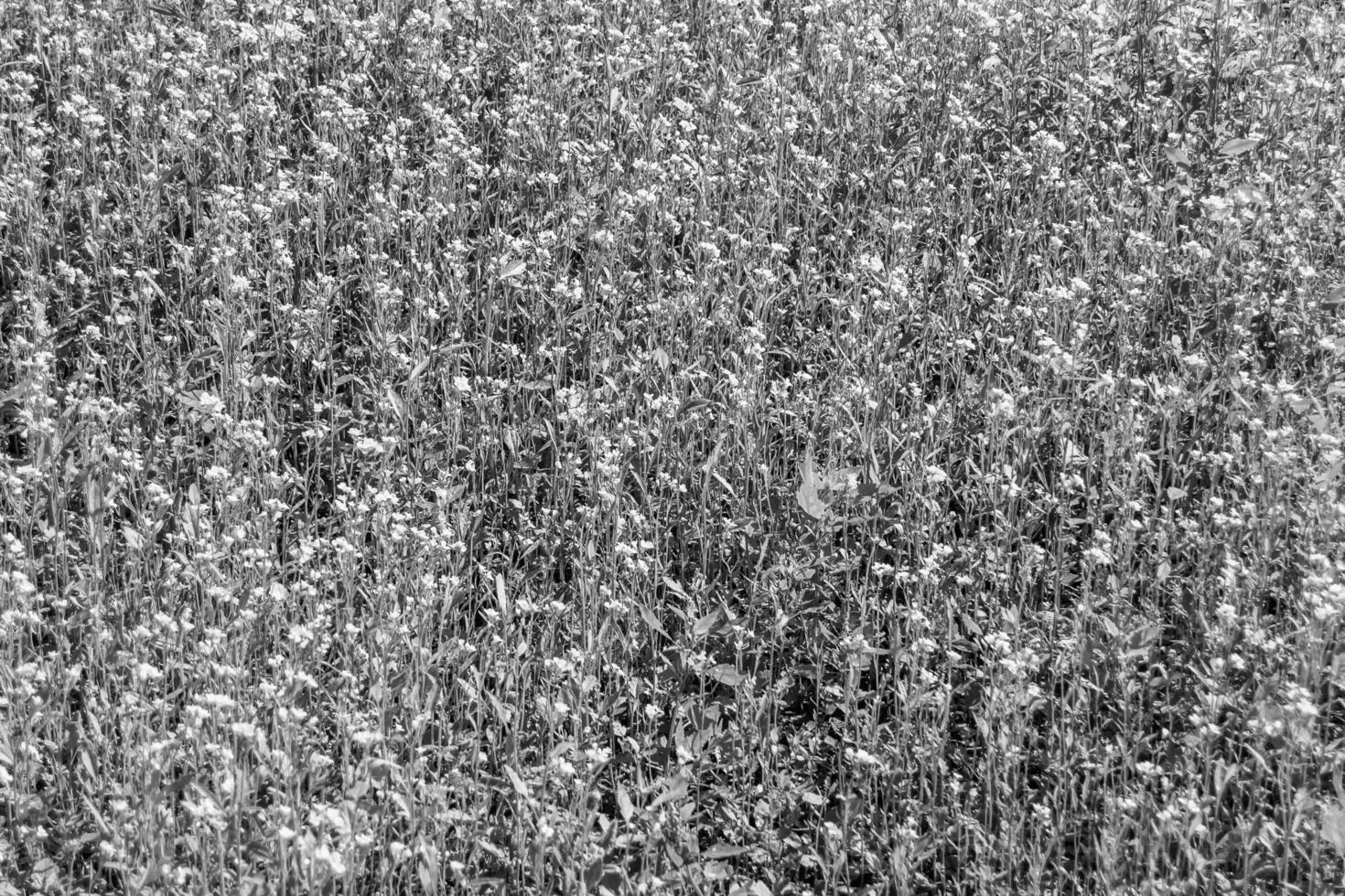 fotografía sobre el tema mostaza de flores silvestres finas en la pradera de fondo foto