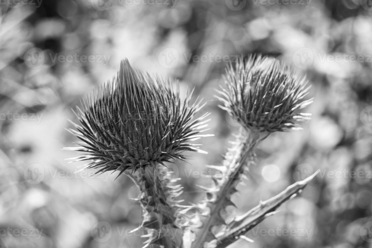 Beautiful growing flower root burdock thistle on background meadow photo