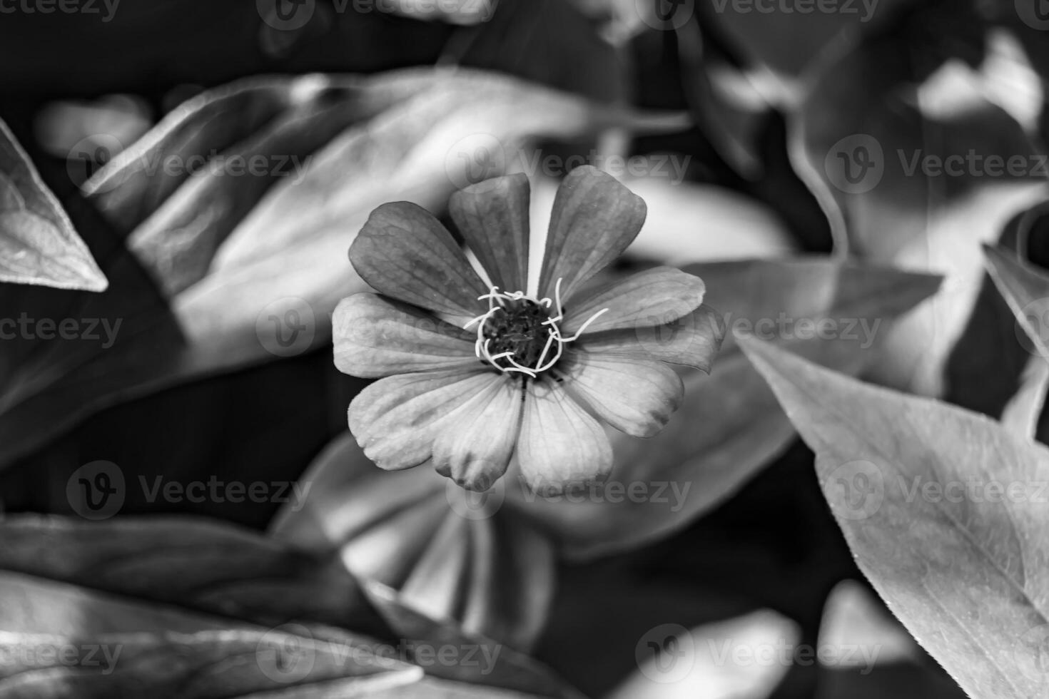 Beautiful wild growing flower zinnia elegans on background meadow photo