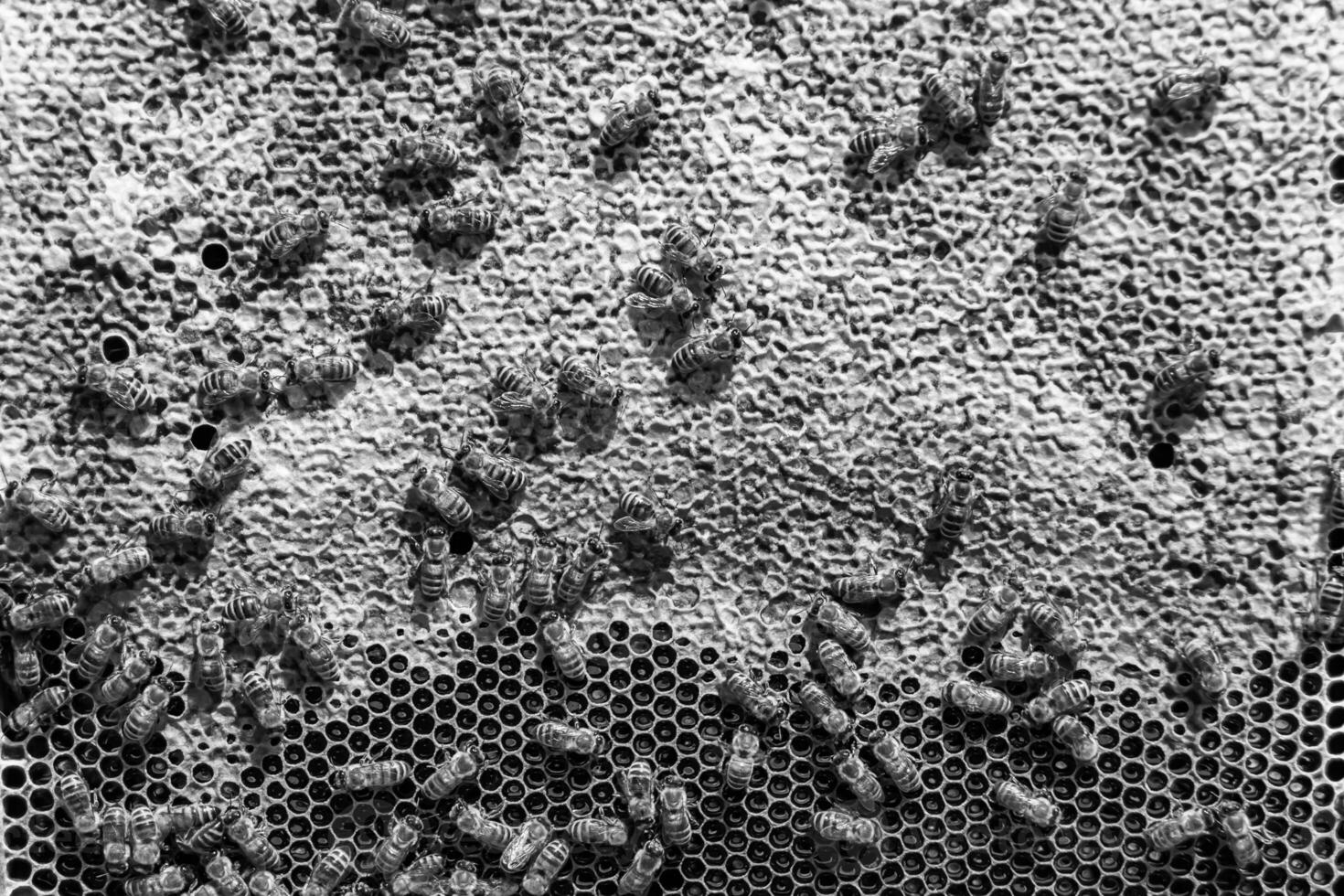 Abstract hexagon structure is honeycomb from bee hive filled photo