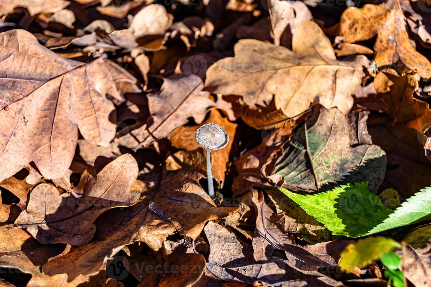 Photography to theme large beautiful poisonous mushroom in forest on leaves background photo