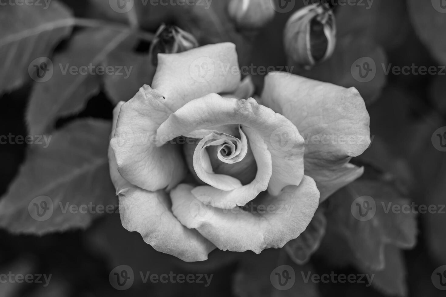 Photography on theme beautiful wild growing flower rose photo