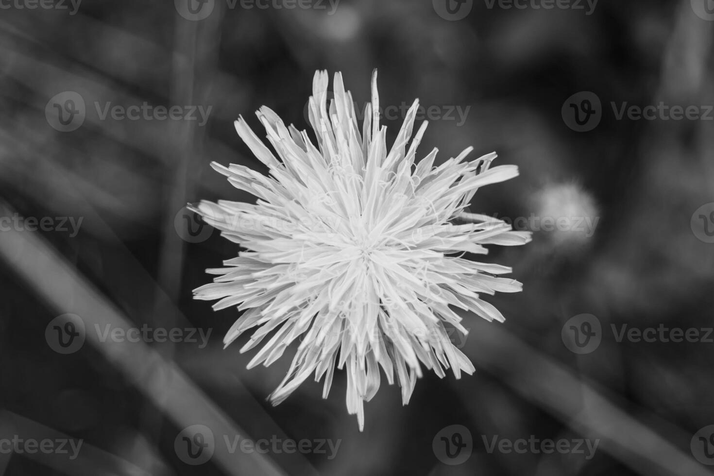 Beautiful wild growing flower seed dandelion on background meadow photo