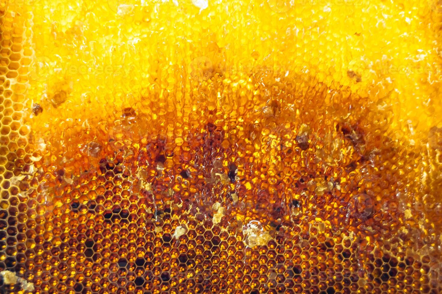 Drop of bee honey drip from hexagonal honeycombs filled with golden nectar photo