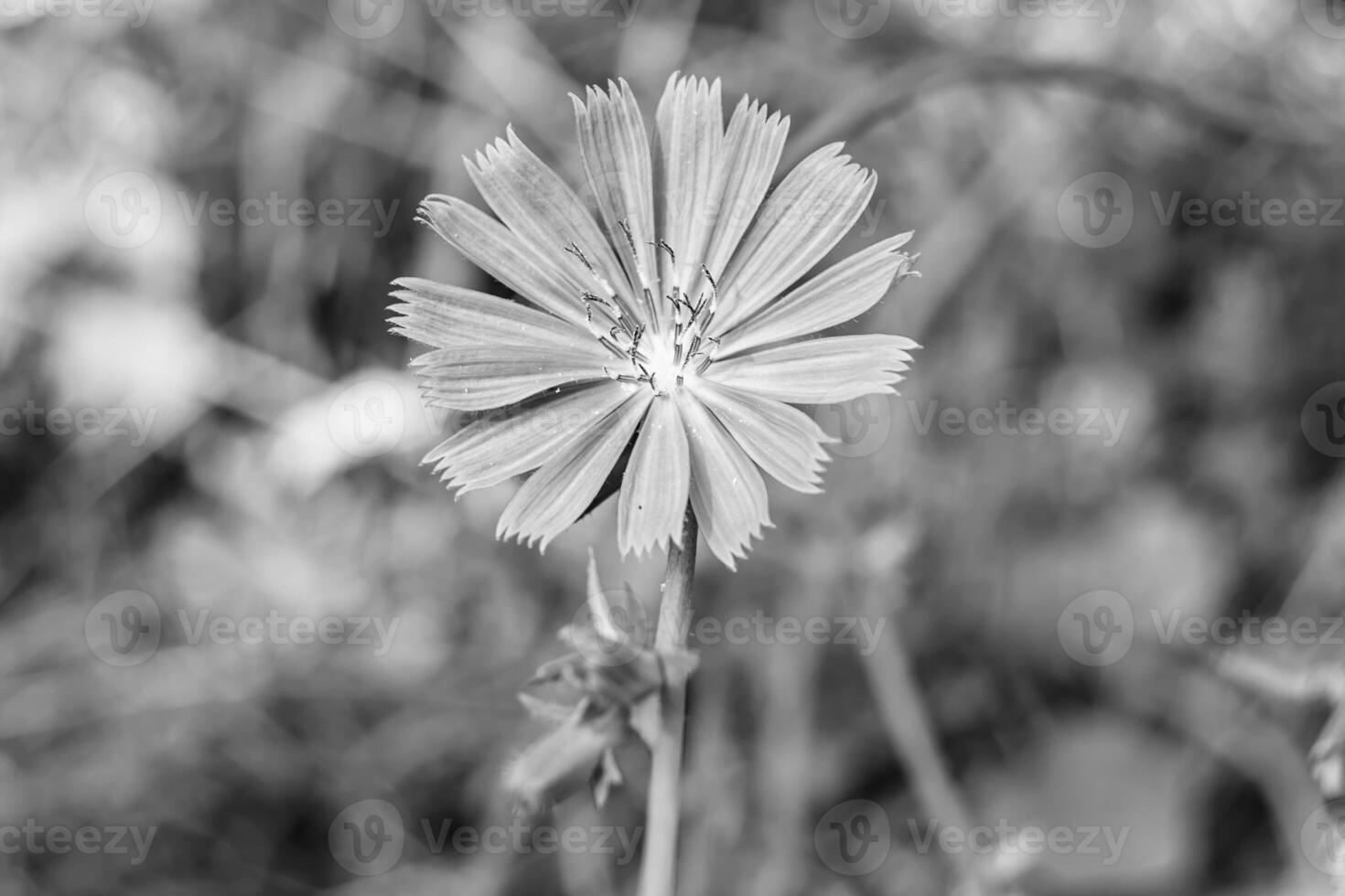 Beauty wild growing flower chicory ordinary on background meadow photo