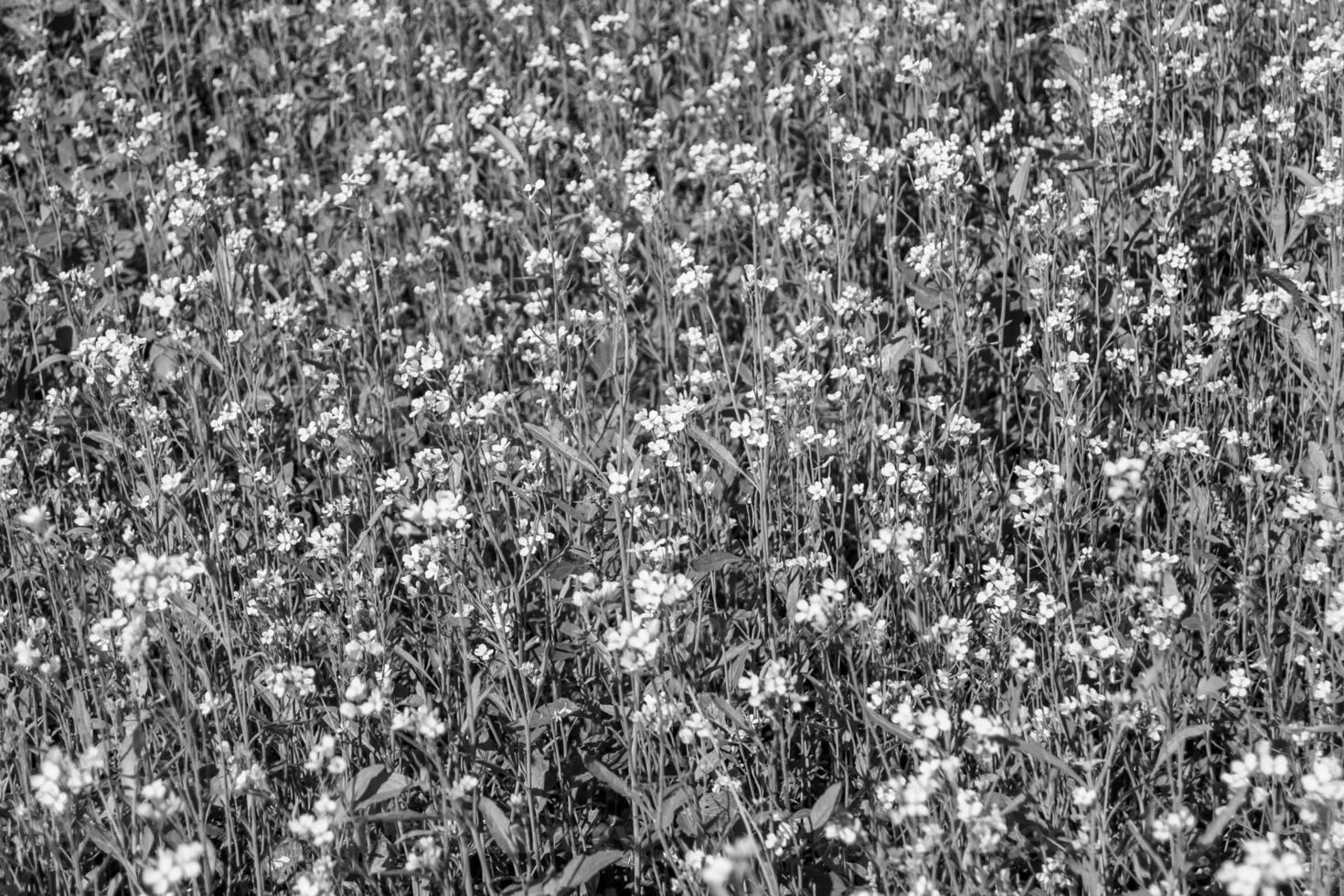 Photography on theme fine wild growing flower mustard on background meadow photo