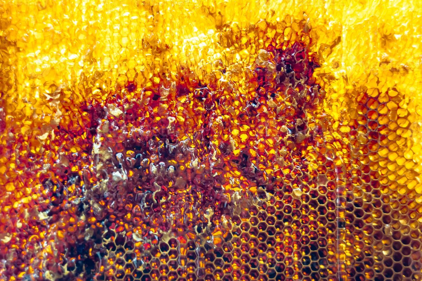 Drop of bee honey drip from hexagonal honeycombs filled with golden nectar photo