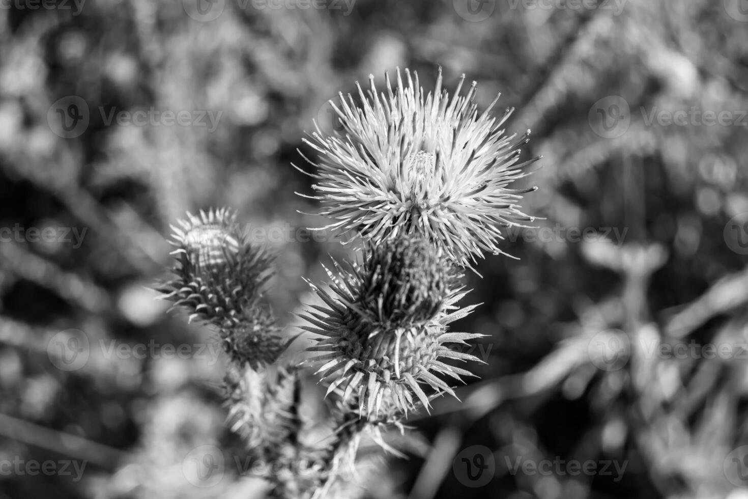 Beautiful growing flower root burdock thistle on background meadow photo