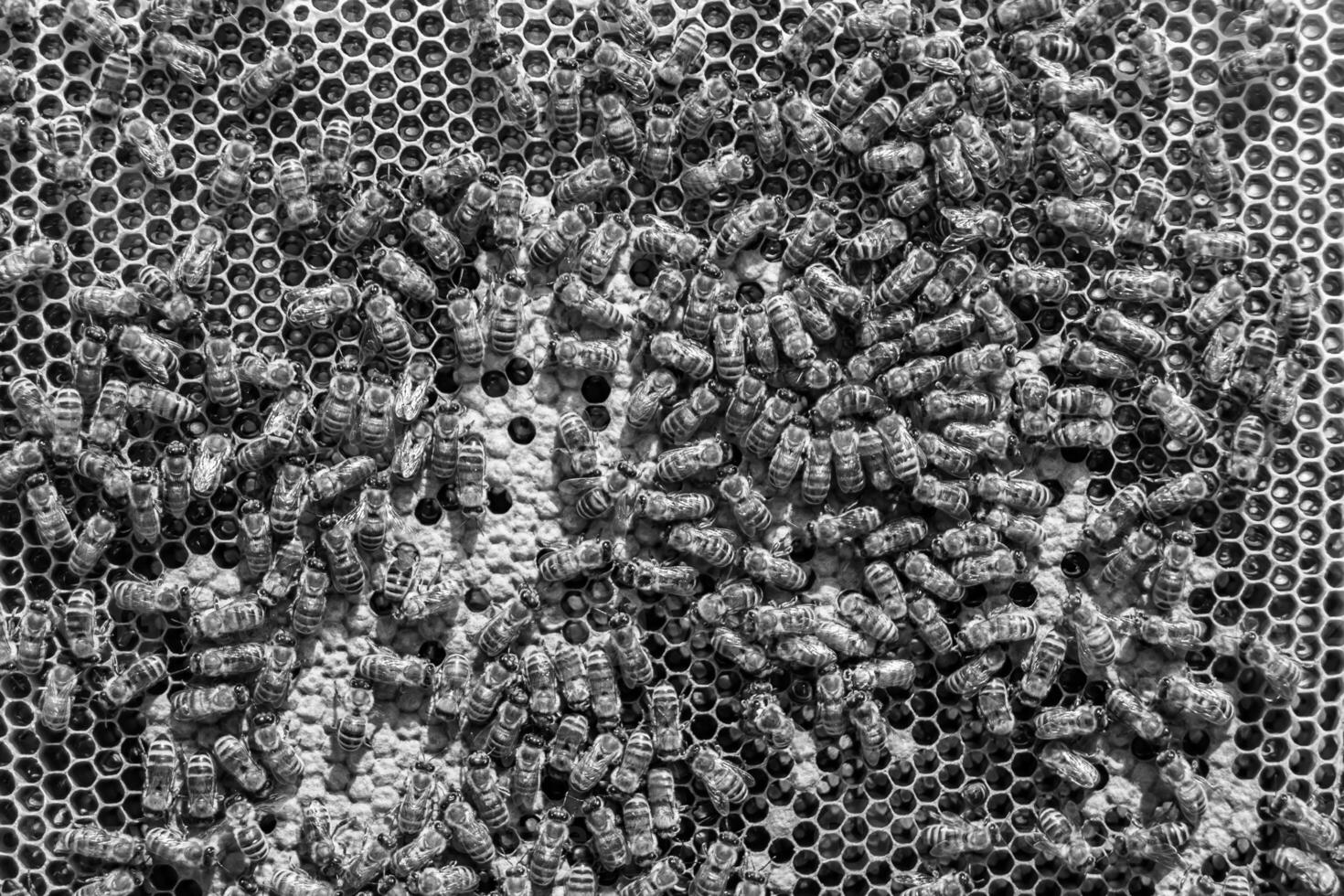 Abstract hexagon structure is honeycomb from bee hive filled photo