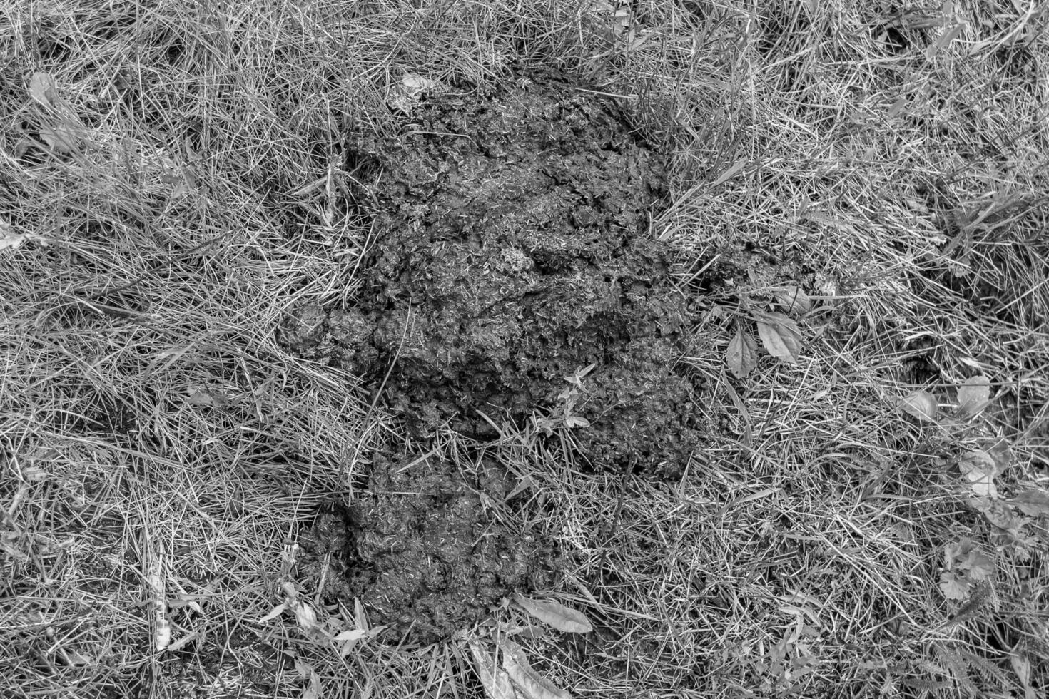 Photography on theme fresh cow dung lies on manure animal farm photo