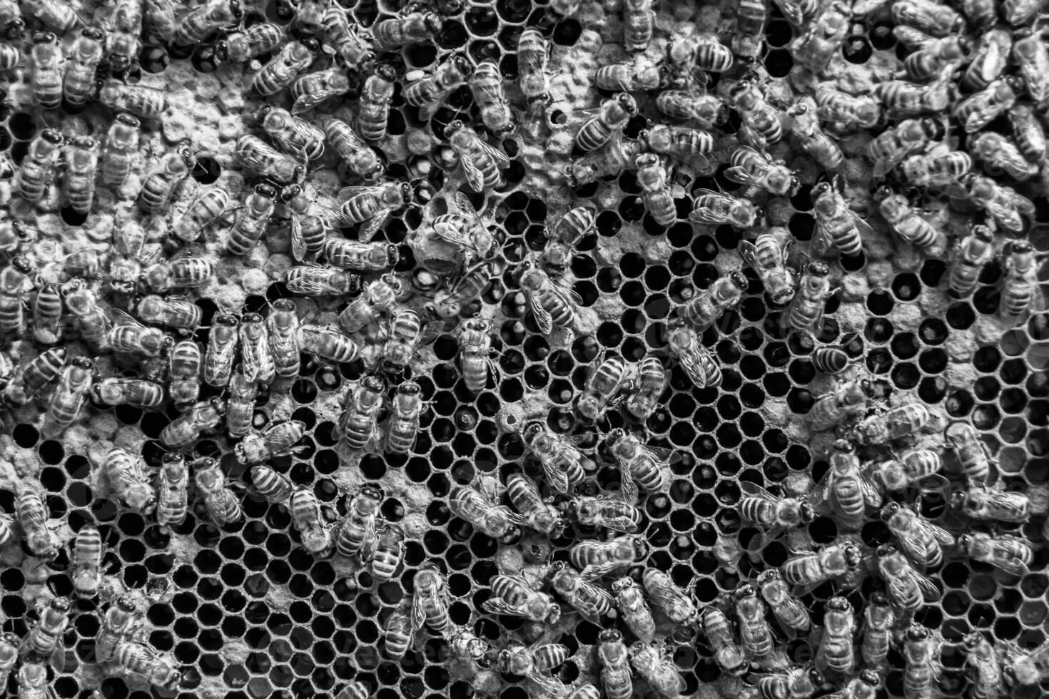 Abstract hexagon structure is honeycomb from bee hive filled photo