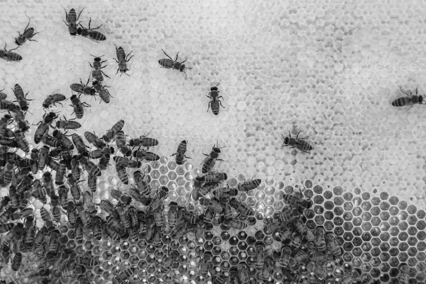 Abstract hexagon structure is honeycomb from bee hive filled photo