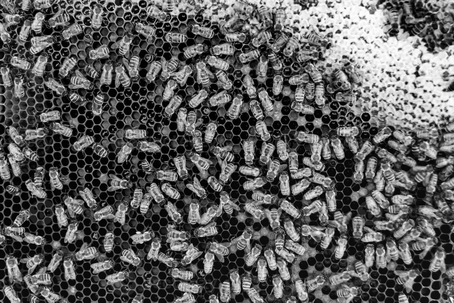 Abstract hexagon structure is honeycomb from bee hive filled photo