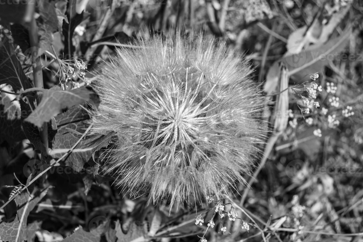 Beautiful wild growing flower seed dandelion on background meadow photo