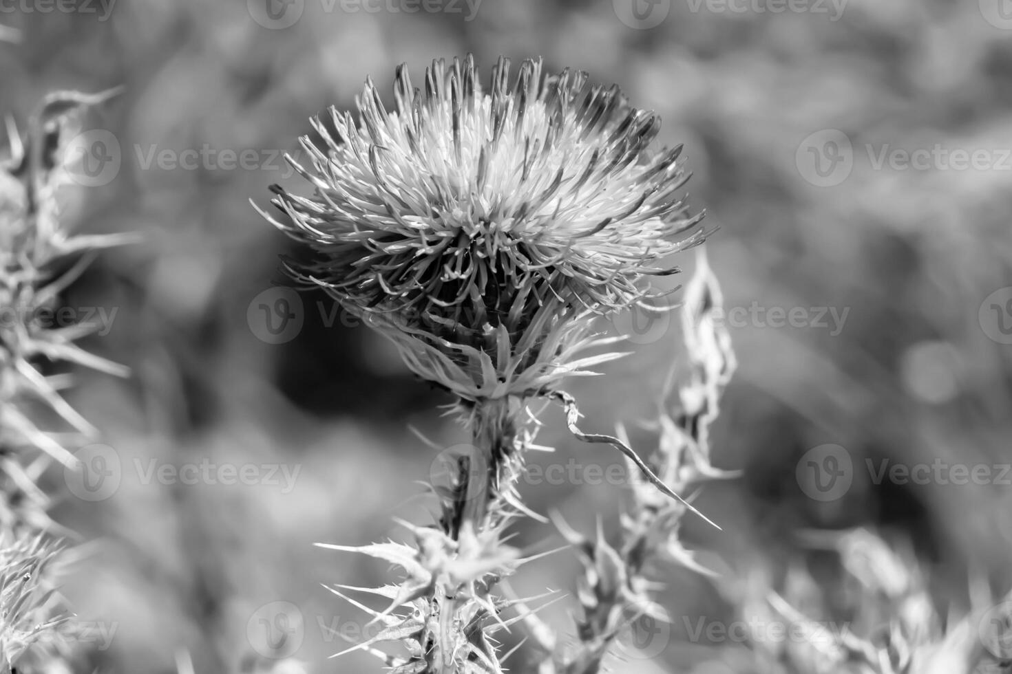 Beautiful growing flower root burdock thistle on background meadow photo