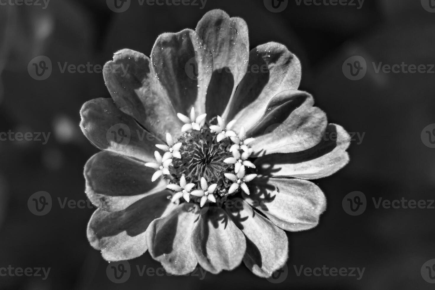 Beautiful wild growing flower zinnia elegans on background meadow photo