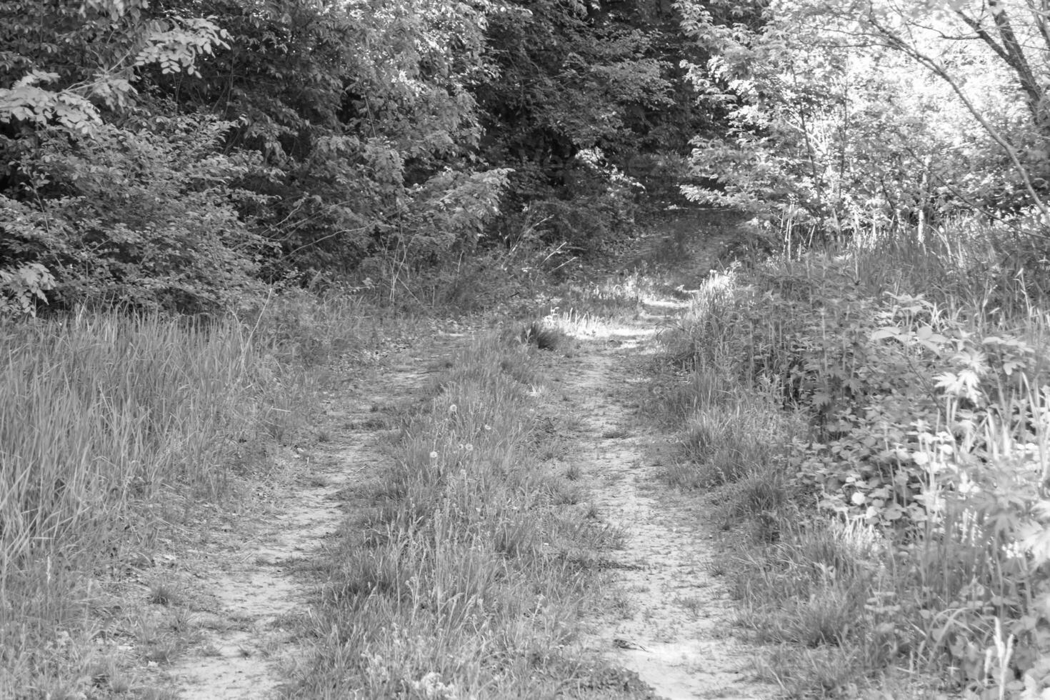 Photography on theme beautiful footpath in wild foliage woodland photo