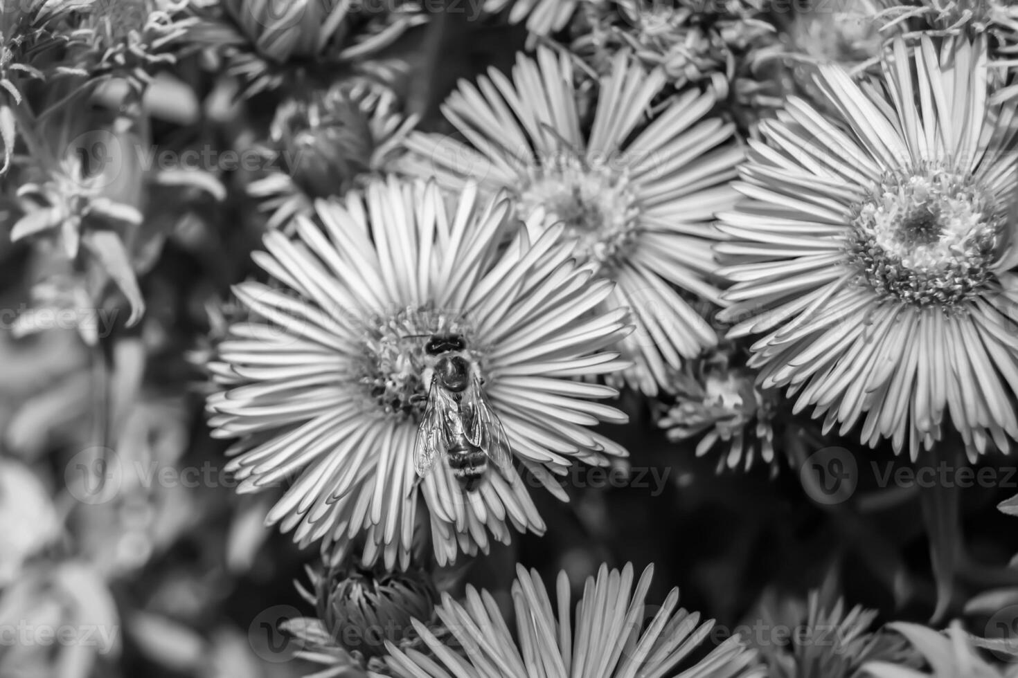 hermosa abeja alada de flores silvestres en el prado de follaje de fondo foto