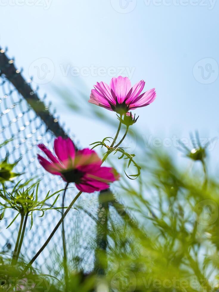 hermosa cosmos flor en el jardín foto