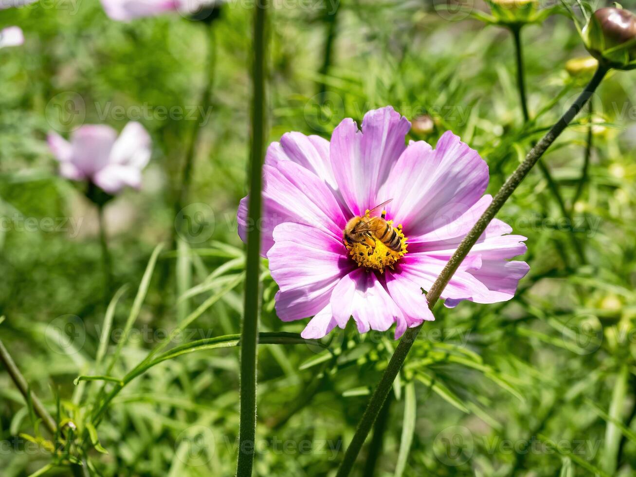 Spring single daisy flower and bee photo