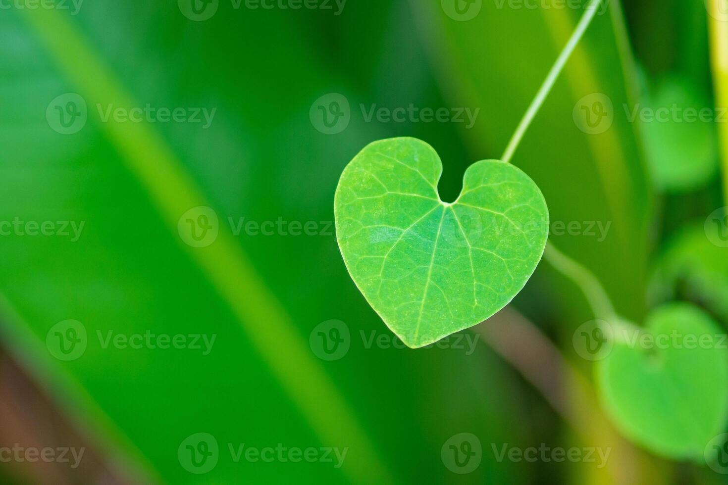Close-up of green leaf heart-shaped with nature background. Valentine's Day concept photo