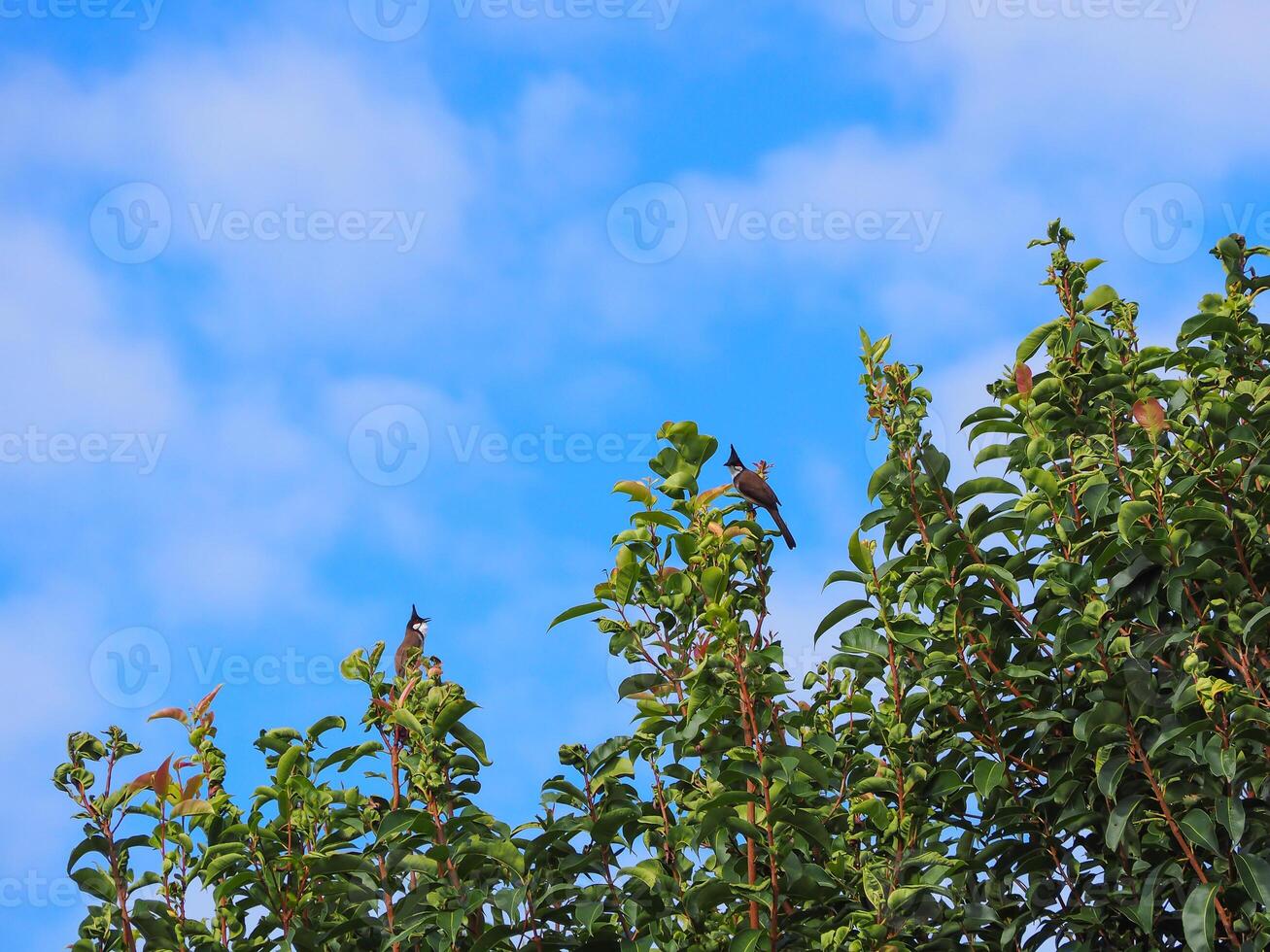 Small birds on the green tree with a blue sky background. Space for text photo
