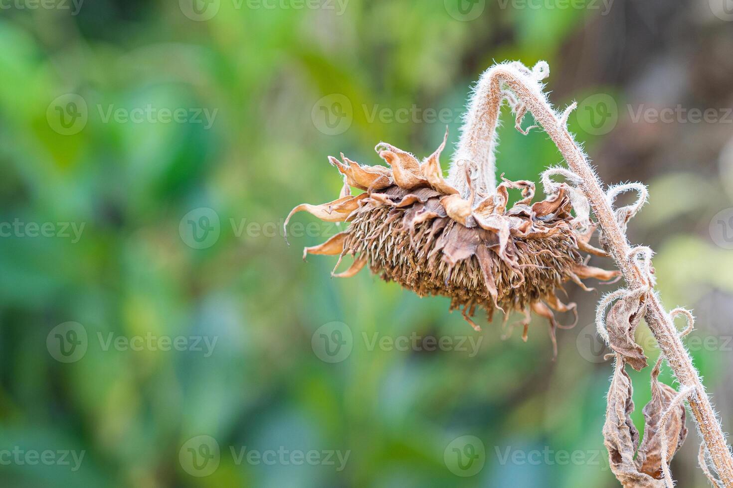 Dying sunflower in the autumn field with a nature background. Space for text. Close-up photo.Concept of nature and flowers photo