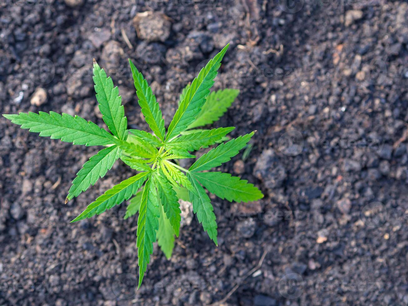 Close-up of cannabis plant growing at outdoors marijuana farm. The texture of marijuana leaves. Space for text. Concept of cannabis plantation for medical photo