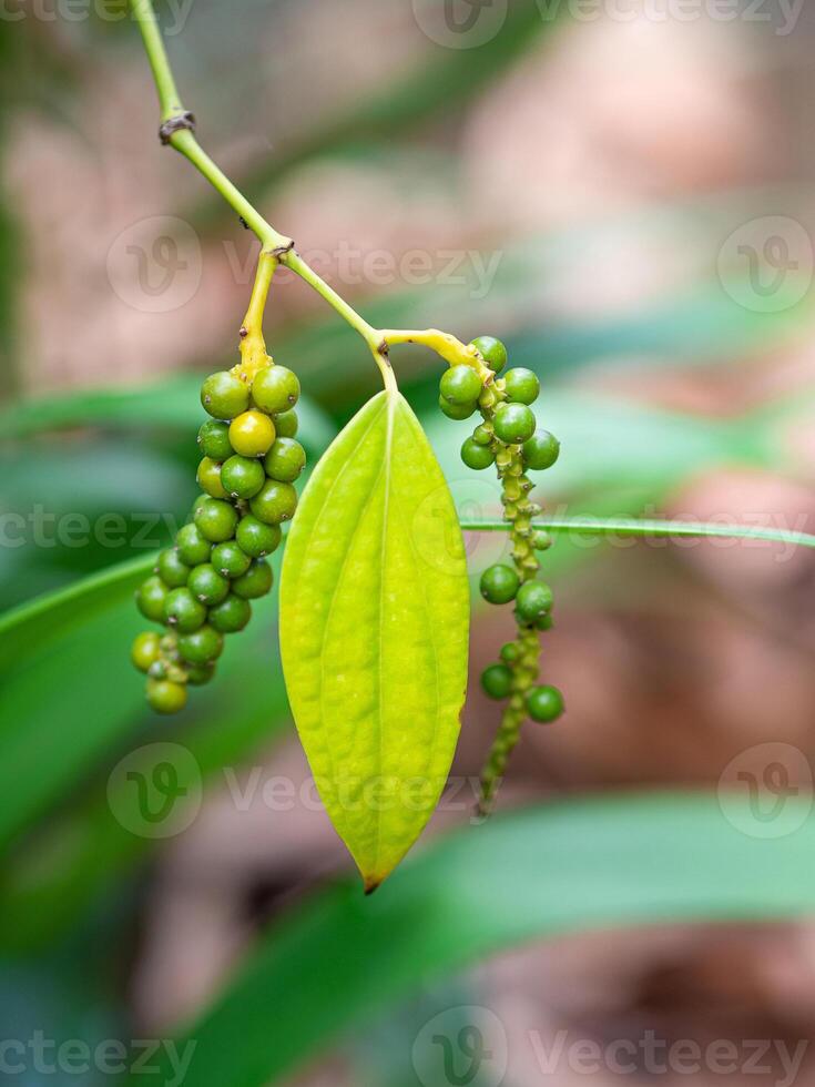 Fresh black pepper plant growing in the garden. Selective focus.  Space for text. Close-up photo.Concept of nature and plant photo