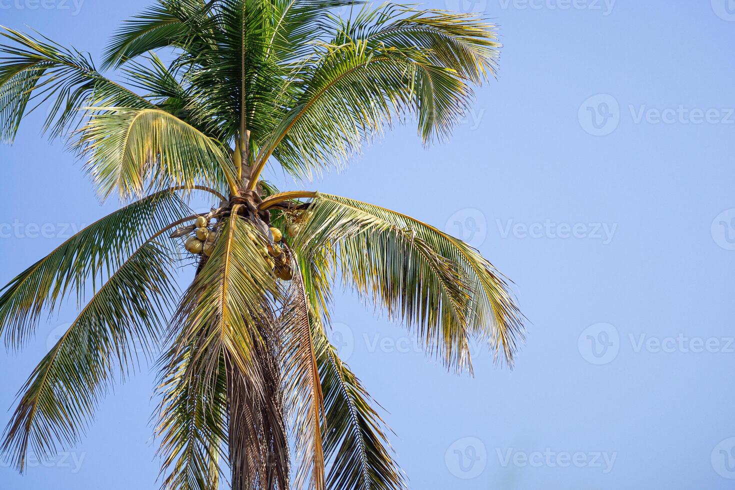 The coconut tree with blue sky as a beautiful background. Space for text photo
