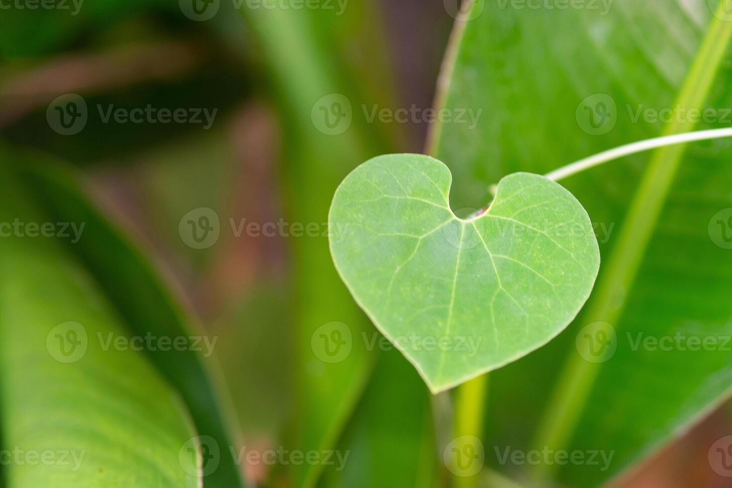 de cerca de un verde en forma de corazon hoja. espacio para texto. San Valentín día concepto foto