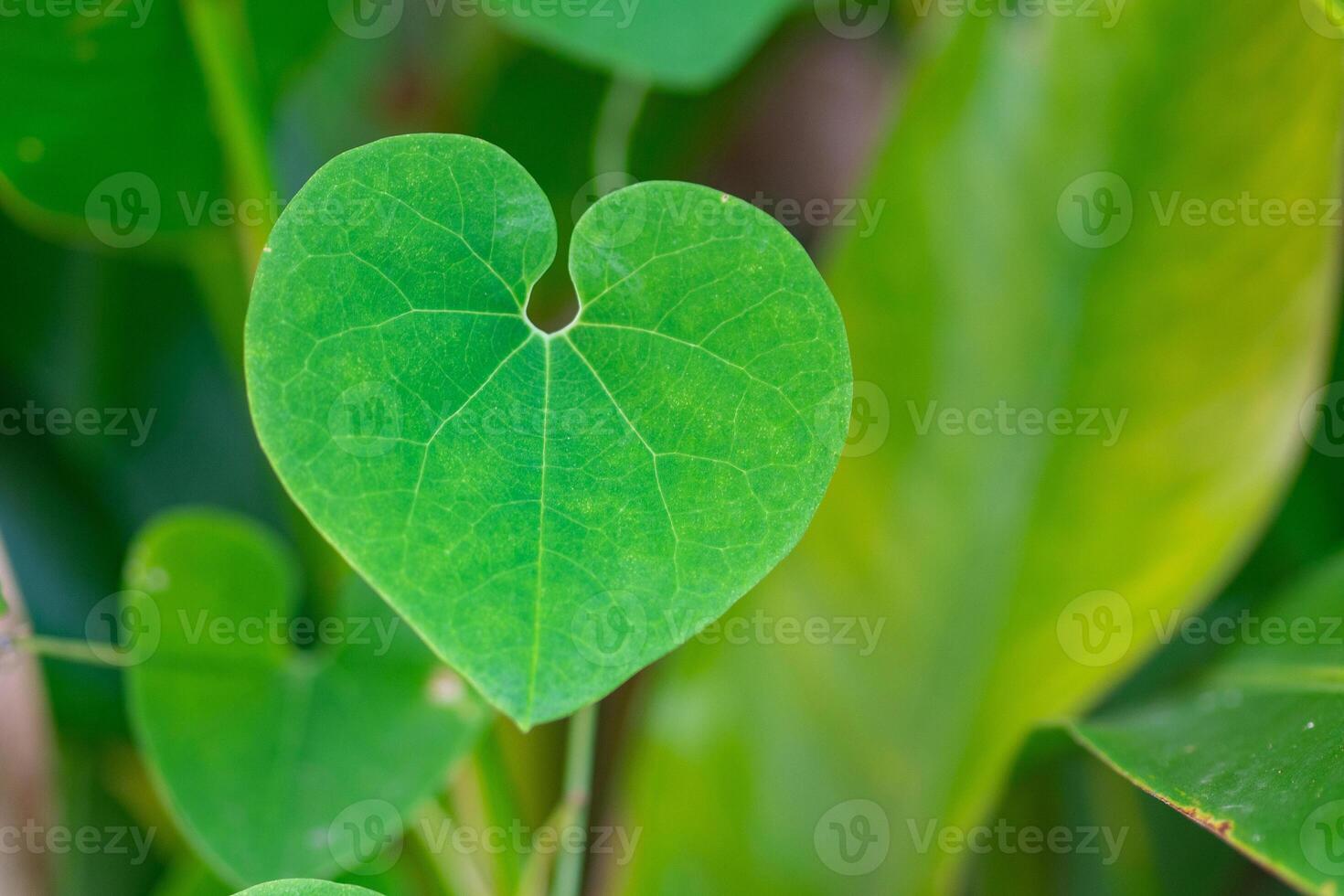 Close-up of a green heart-shaped leaf. Space for text. Valentine's Day concept photo