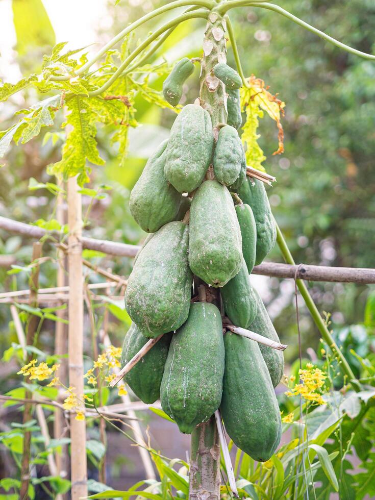 Fresh and green bunch of papaya fruits hanging on the papaya tree. Healthy fruit concept photo