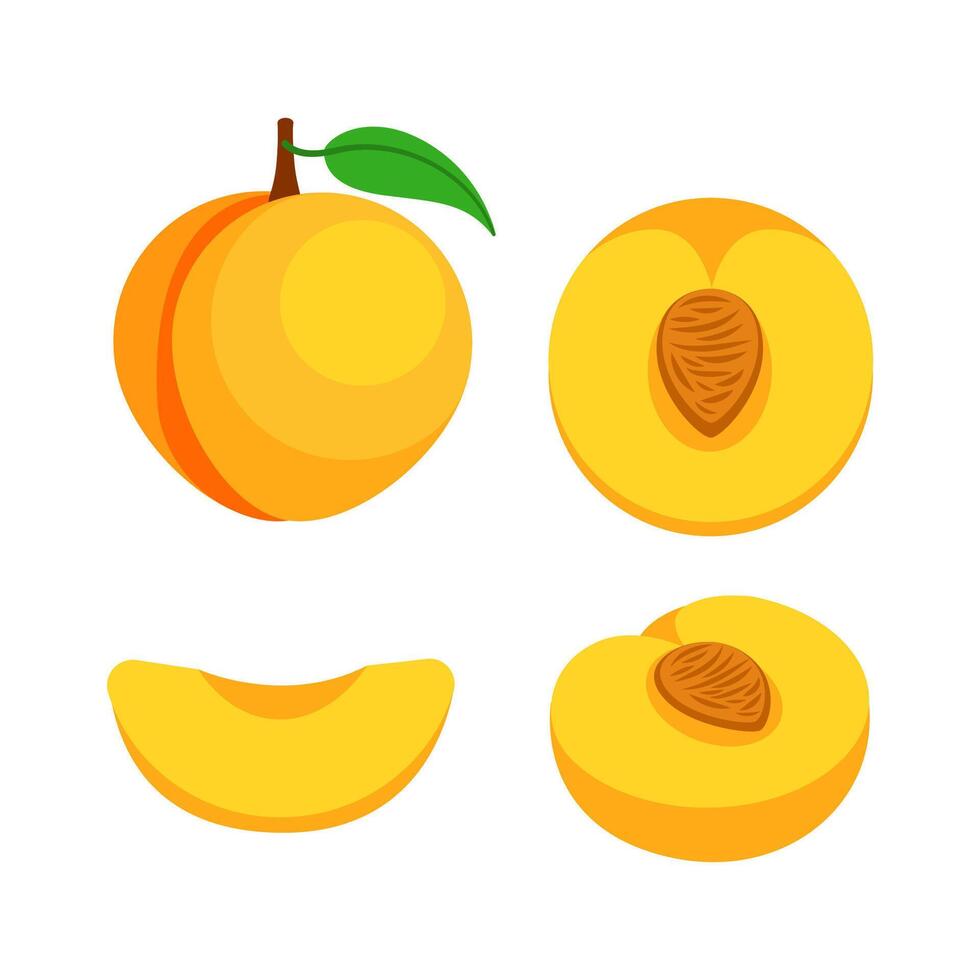 Collection of peach slices and whole fruits. Vector illustration