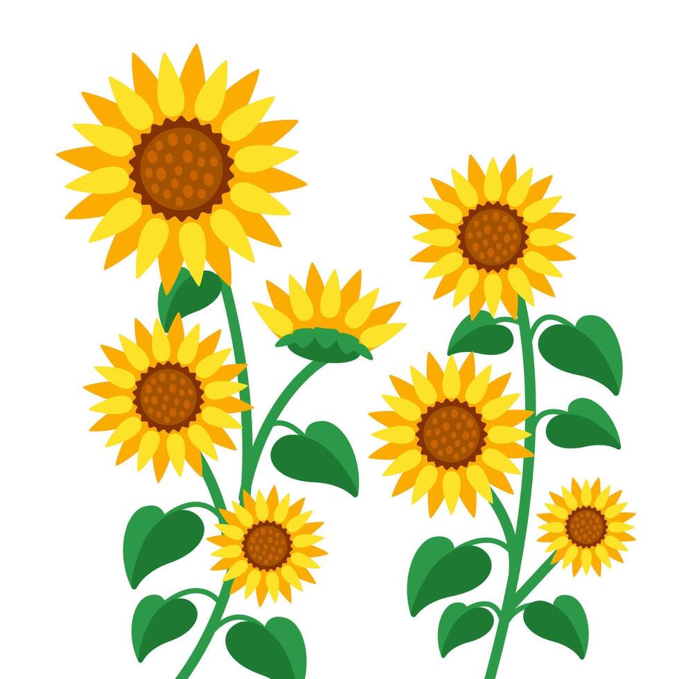 Yellow Blooming sunflowers. Sunflowers in full bloom. Vector illustration