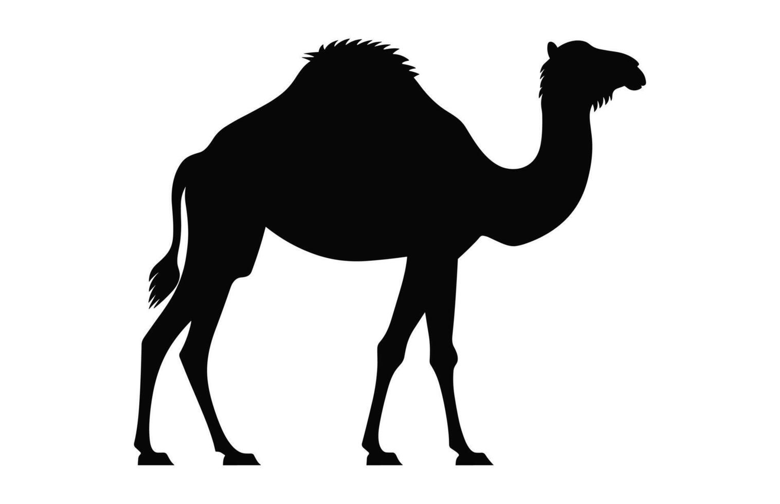 Camel Silhouette vector black clipart isolated on a white background
