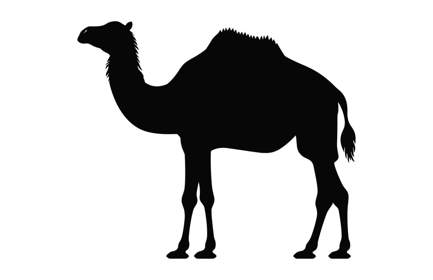 Camel Silhouette black vector isolated on a white background