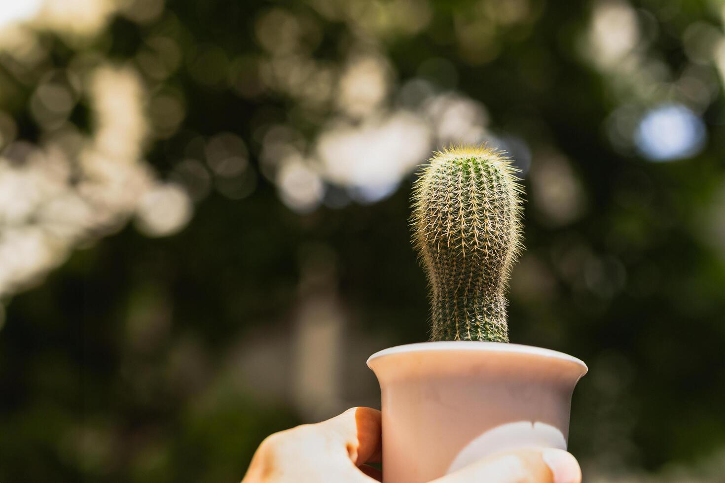 Closeup of hand holding a small cactus flower pot with blurred background. photo
