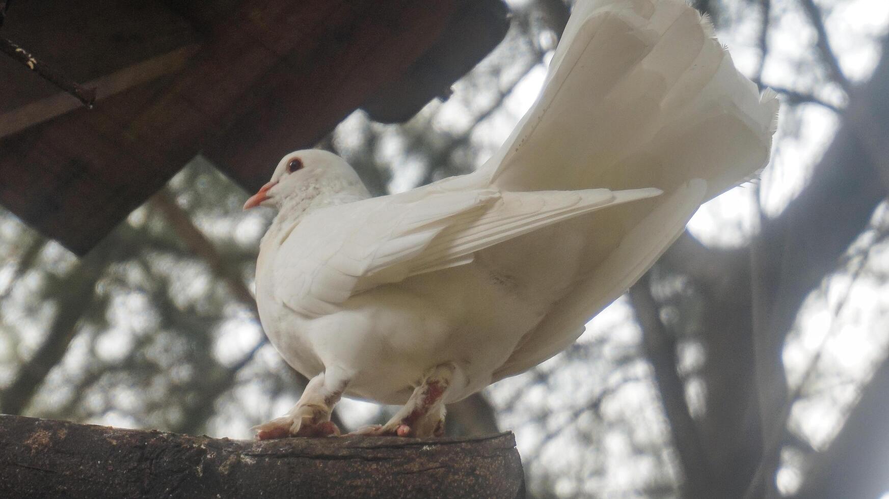 white dove perched on a tree branch photo