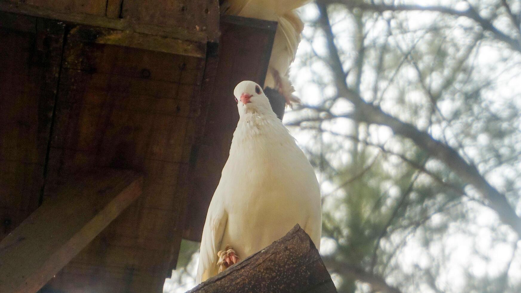 white dove perched on a tree branch photo