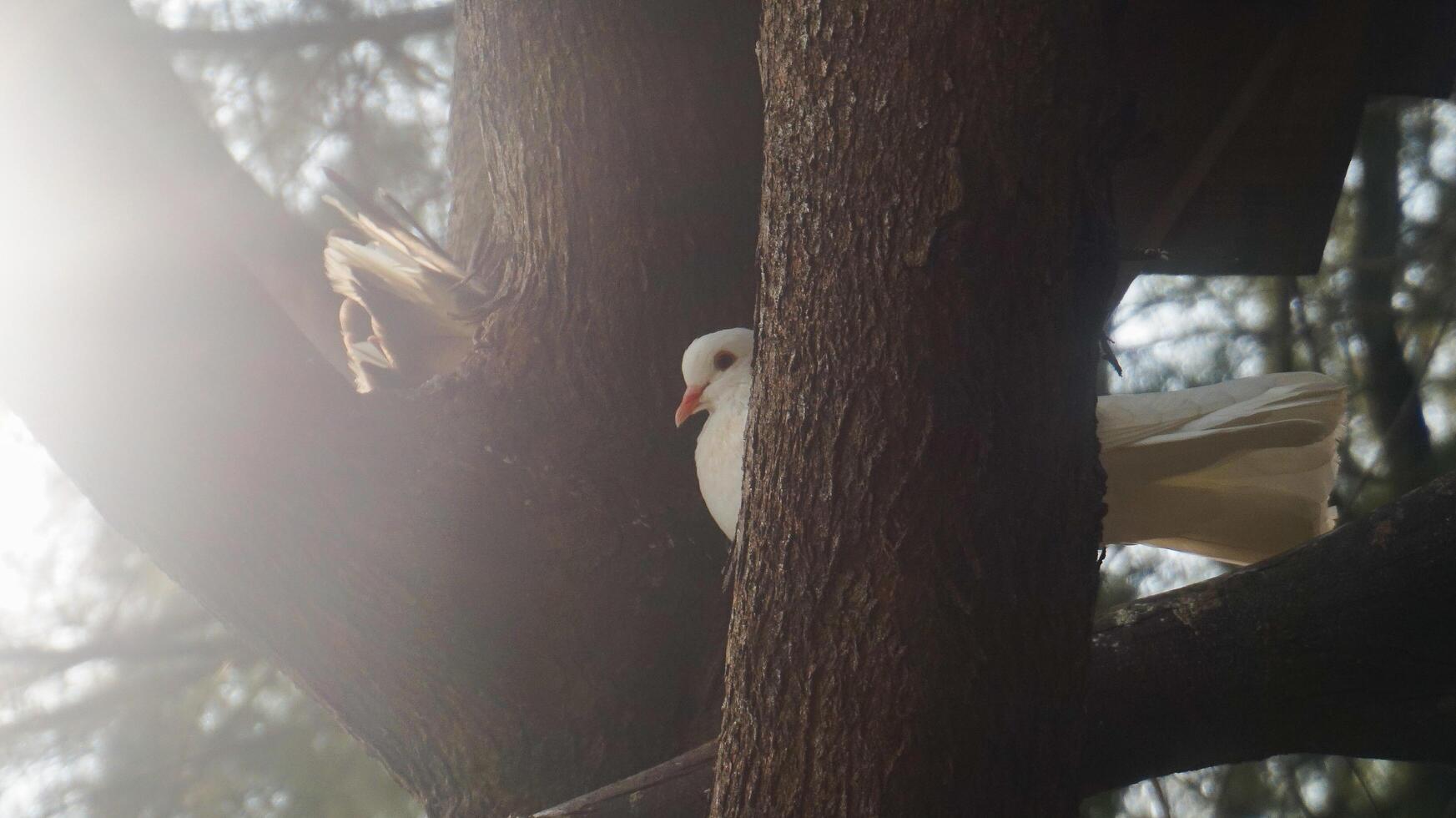 white dove perched on a tree branch photo
