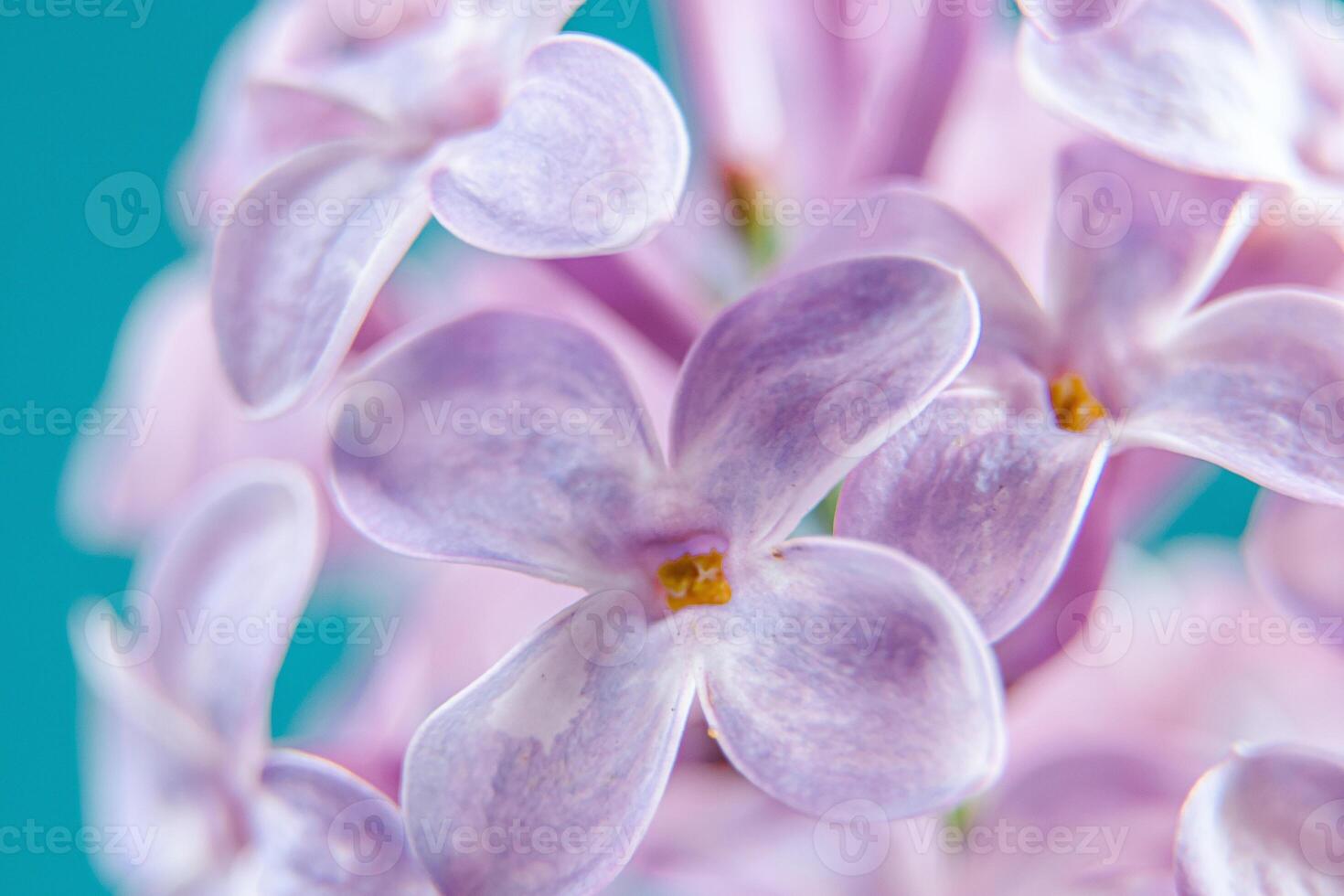Delicate lilac flowers close up. Spring natural background photo