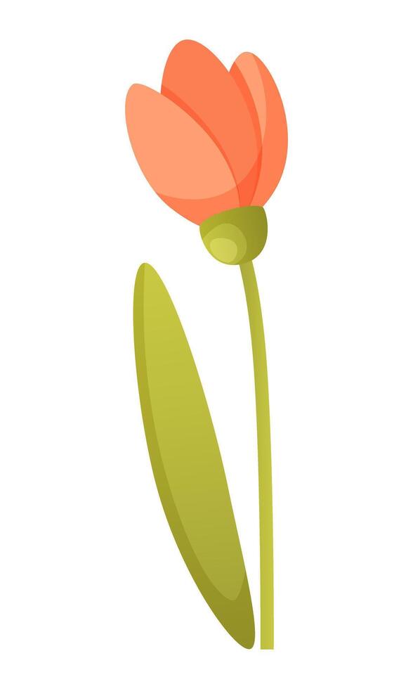 One tulip flower of pink red color with green leaf. Vector illustration of a beautiful spring summer flower. Garden plant, flower for a flower bed, tulip from a florist store.