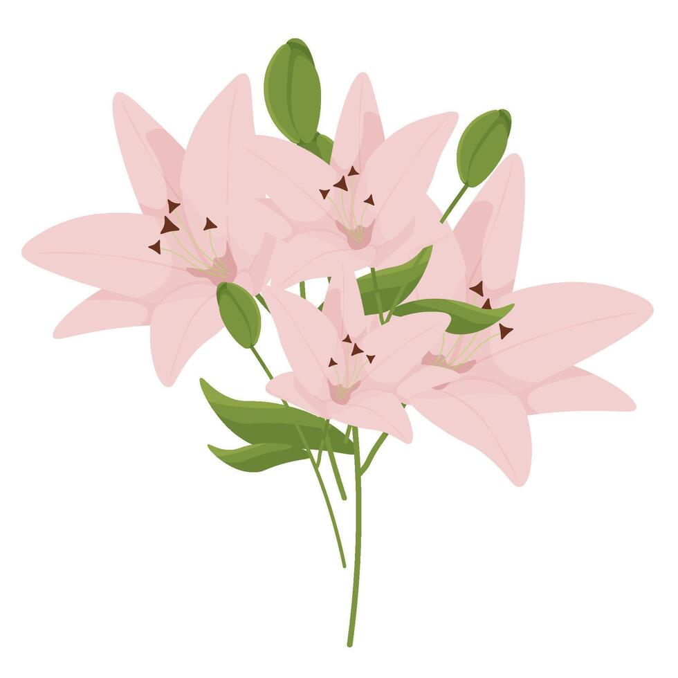 pink lily. Vector illustrations on a white background.