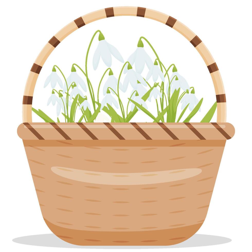 spring flowers in a basket. vector illustration of snowdrops