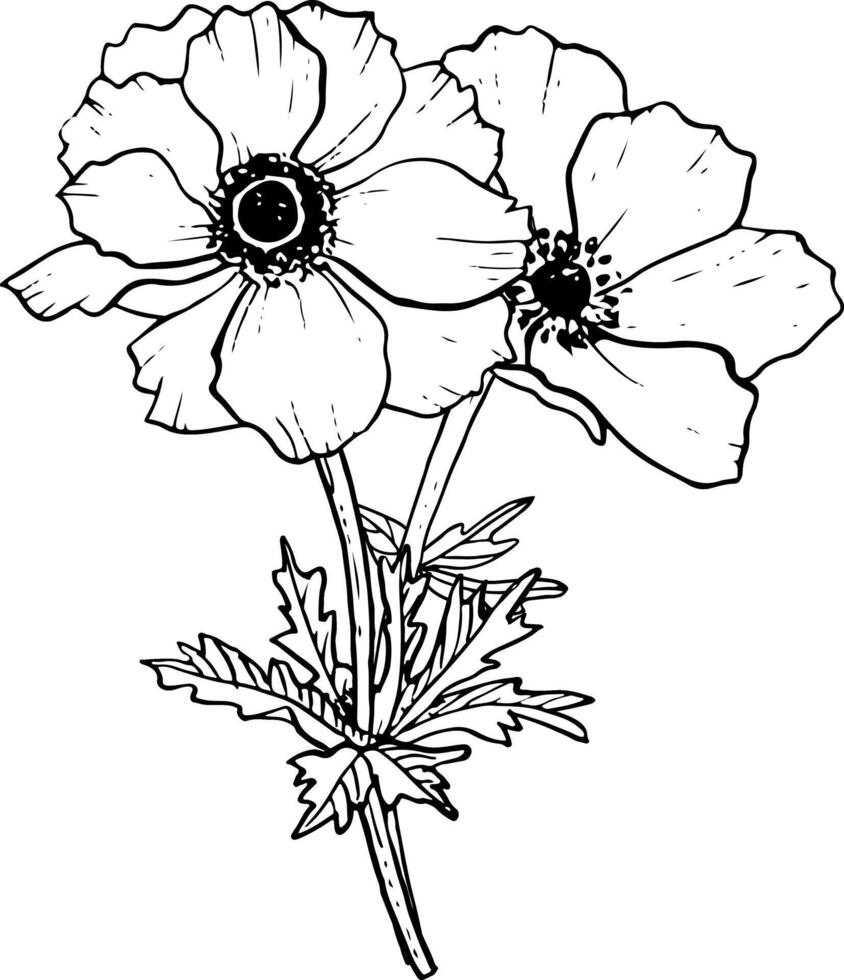 Poppies flowers bouquet vector illustration. Field wildflowers for spring floral wedding design and coloring books