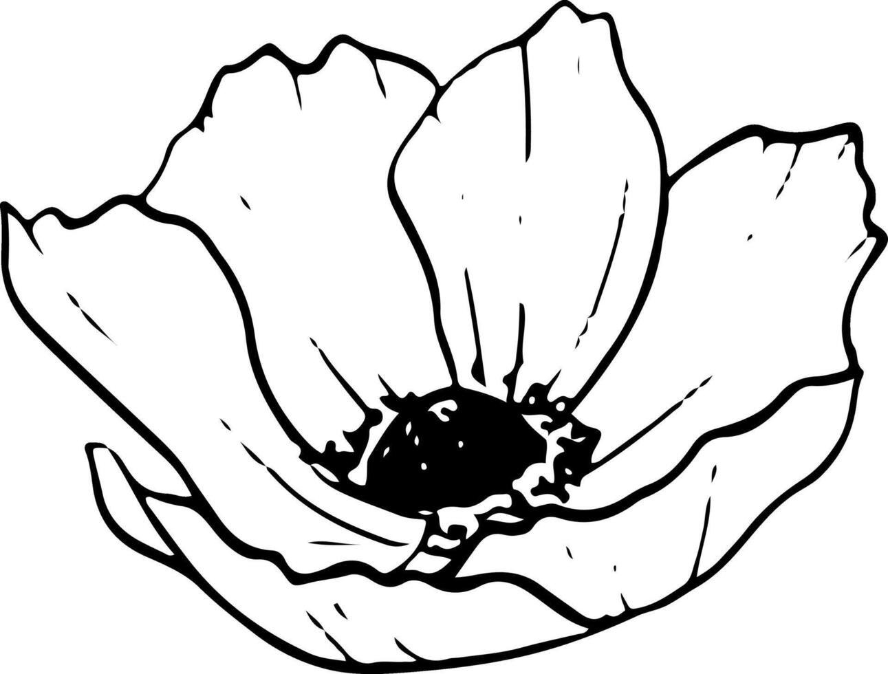 Field poppy anemone black and white vector illustration. Simple line flower for spring design, engraving and prints