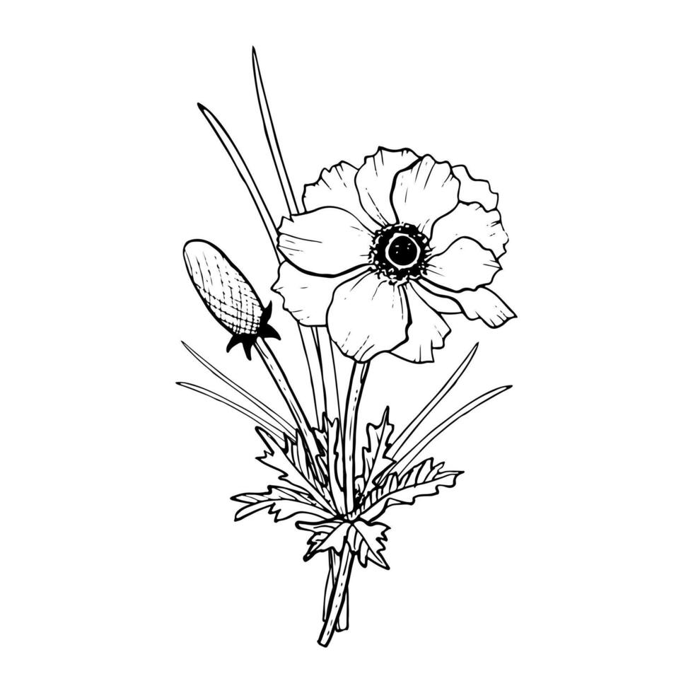 Poppy anemone flower with bud vector illustration for spring wedding design and Mothers day cards. Floral ink hand drawing